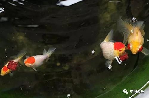 家庭养殖金鱼怎么养,饲养金鱼的正确方法