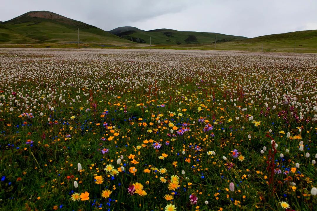 情歌故乡，格萨尔王故里，不去*藏西**就去梦中的香巴拉