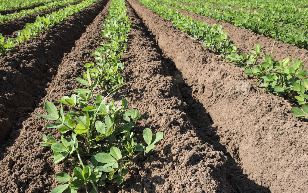 花生是剥籽种植好还是带壳种植好,花生可以和什么作物一起种植
