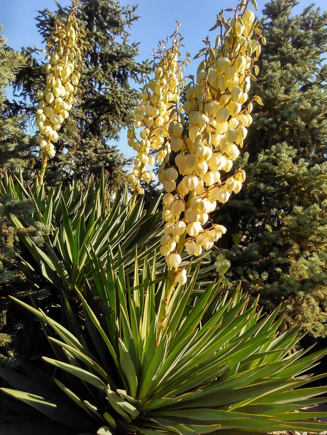 昆虫植物大作战,昆虫毒虫大作战