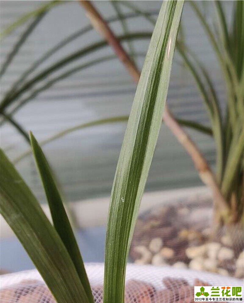 兰花叶子脱水的表现,兰花叶脱水怎么办用什么药