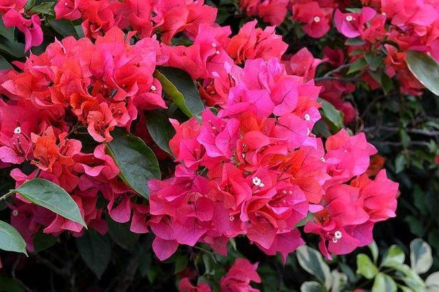 这四种三角梅红得很纯正，色彩鲜艳又漂亮，你喜欢哪一种呢？