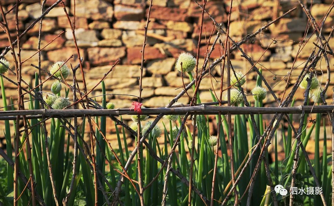 泗张王家庄民俗,泗水泗张王家庄