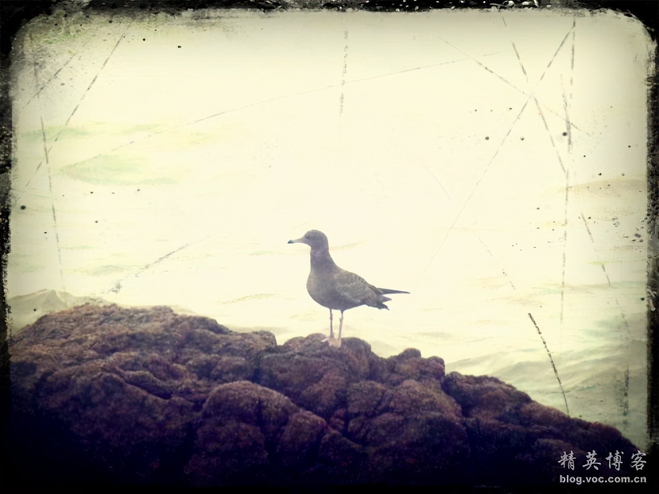 献给海的精灵----海鸥