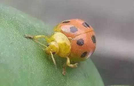 夏黑葡萄各个时间防哪些虫害,葡萄14种常见虫卵图解
