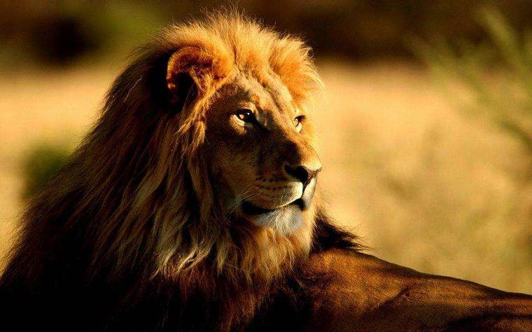 明日方舟阵营剧情,明日方舟暗流