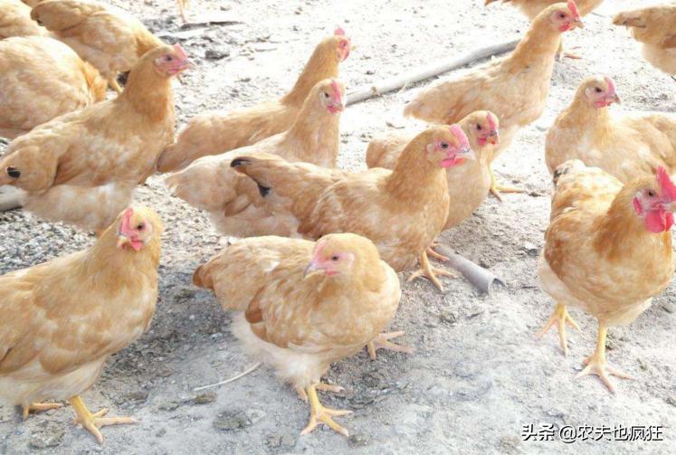 小鸡苗鉴别公母,小鸡苗怎么辨别公母鸡