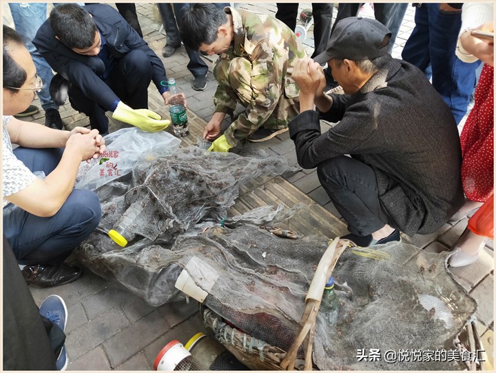 广东黑盾蜂王5元一只,小伙养殖胡蜂一只蜂王卖3000元