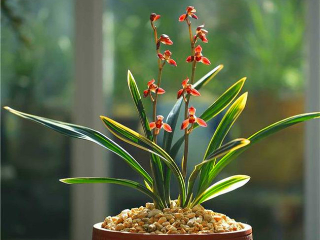 曾价值20万1苗，正格荷瓣，叶片带艺，花艺双绝，带你认识红神荷