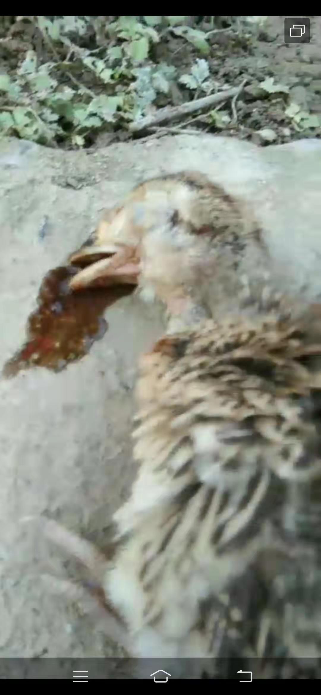 鸡病快速判断处理方法大全图解,鸡群粪便的不同预示着病情也不同