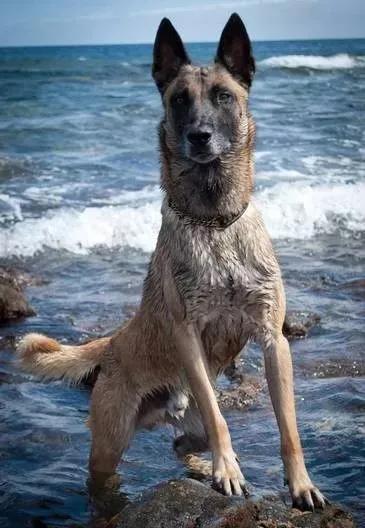 还分不清马犬和德牧的区别?搞清这些,你就再也不会犯傻啦