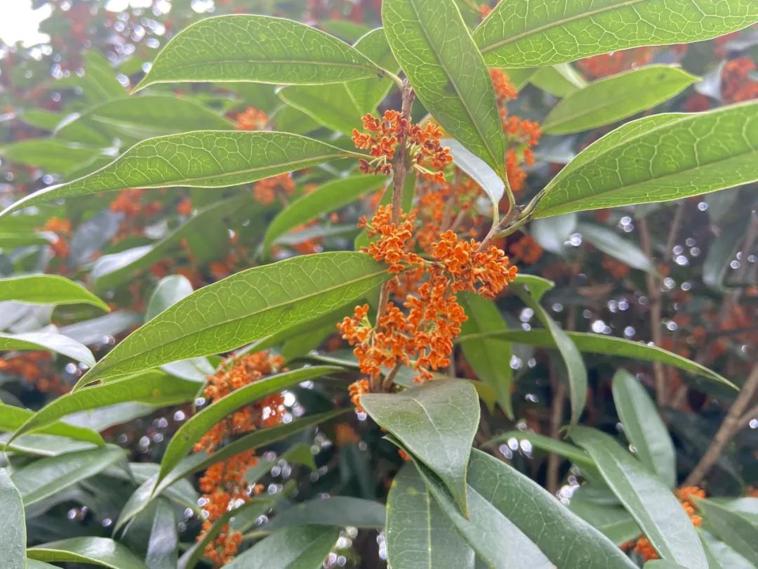 成都郫县桂花最好的地方,成都蒲江桂花观赏地