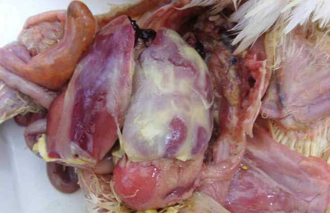 鸭（鹅）传染性浆膜炎的诊断与防制