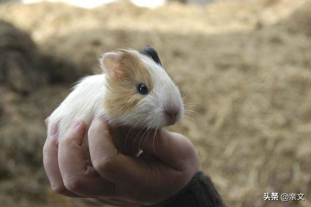 老鼠养殖致富项目,养老鼠发家致富