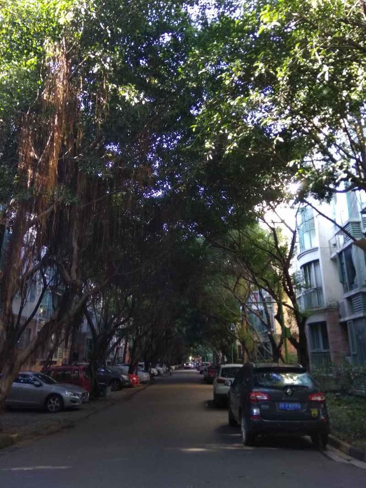 成都网友投诉怡丰新城小区榕树成灾危及行人，高新管委会回应