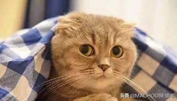 猫毛皮屑过敏如何去除过敏源,猫毛有白色皮屑怎么办