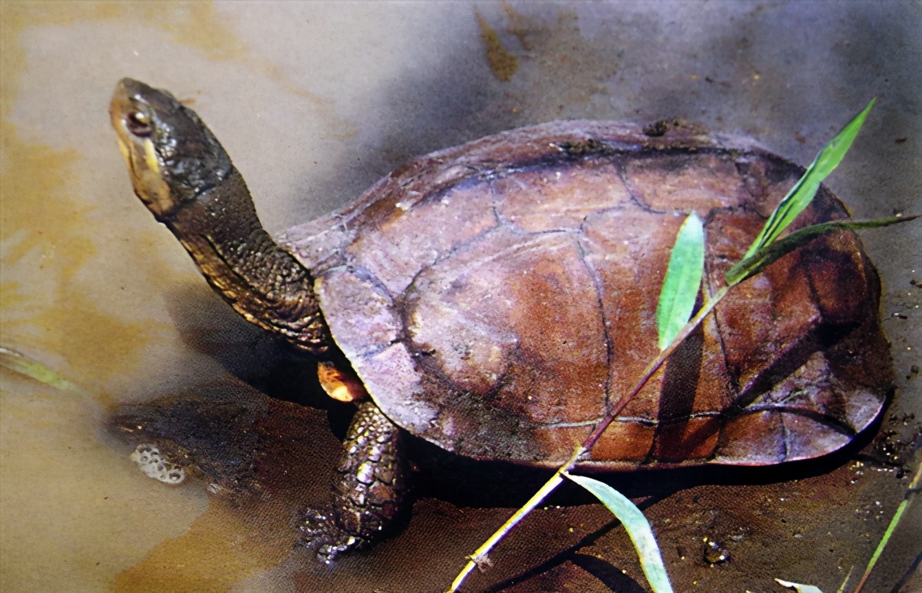 龟类纪录片,龟类图片