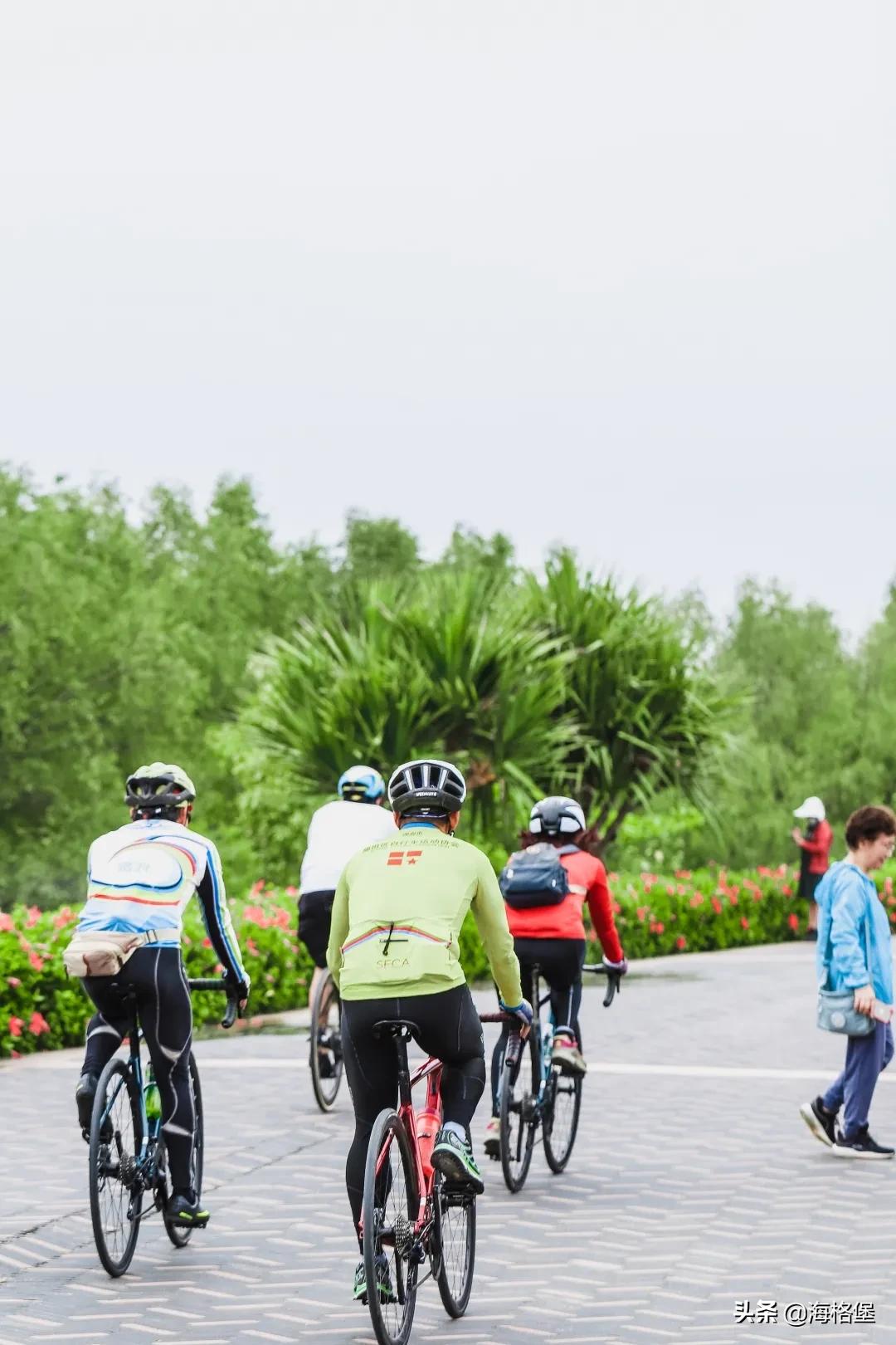 绱壊姊﹀够鑺辨捣鍏洯,娣卞湷鏅綏鏃烘柉2024绱壊鑺辨捣