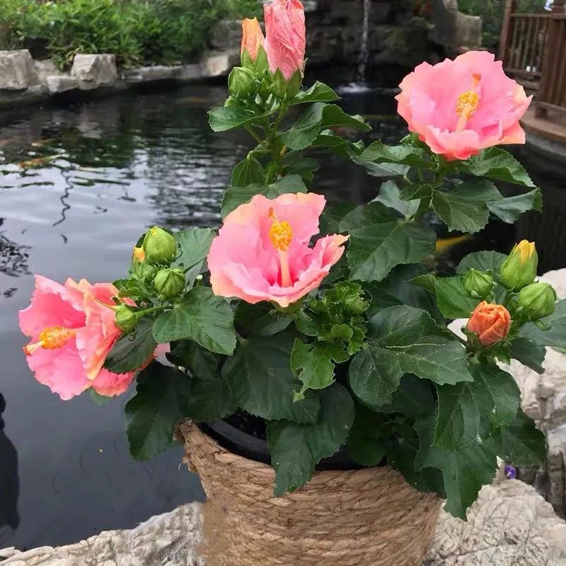 扶桑花养护方法大全,春天养这7种花