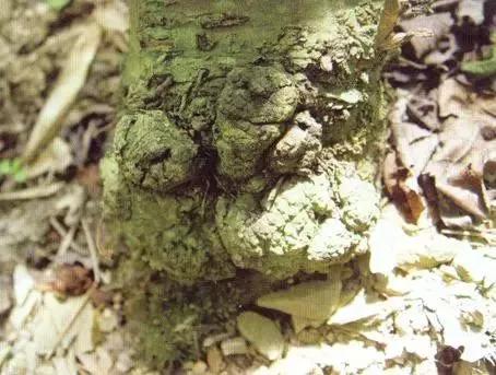 樱桃常见病虫害有哪些,樱桃常见病虫害有哪些症状