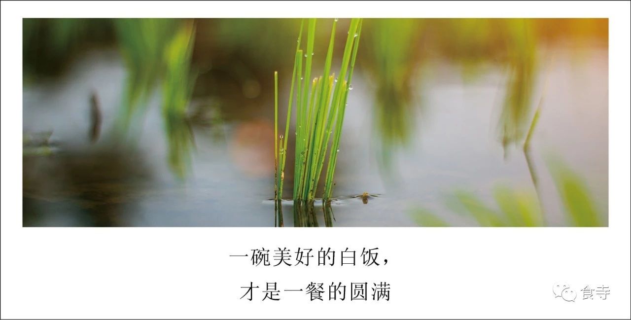 ​我是怎么用一个菠萝度过一天的？