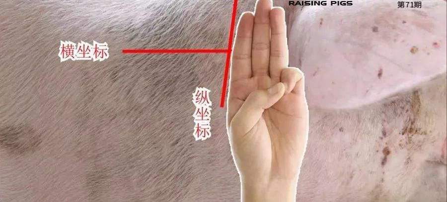 为什么猪一打针就死了,为什么养猪要打针