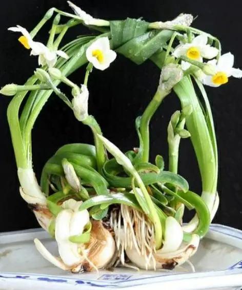 如何让水仙婀娜多姿,花香四溢