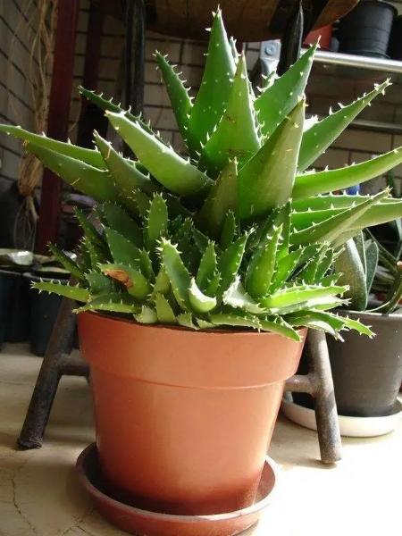 芦荟怎么养才能更旺盛颜色好看,库拉索芦荟冬季换盆后需要浇水吗