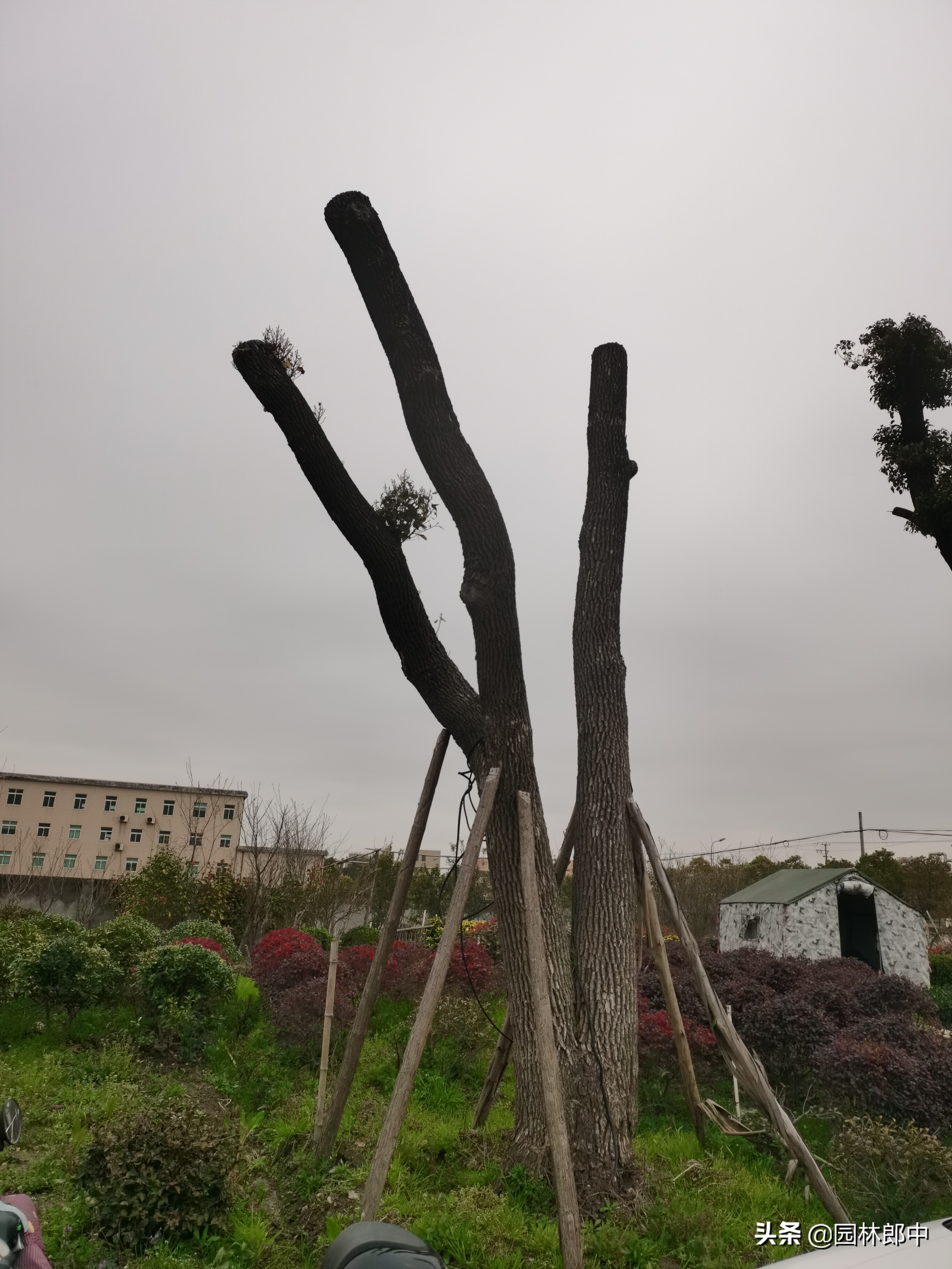 苗木受冻后注意事项,苗圃地苗木冻害防治措施