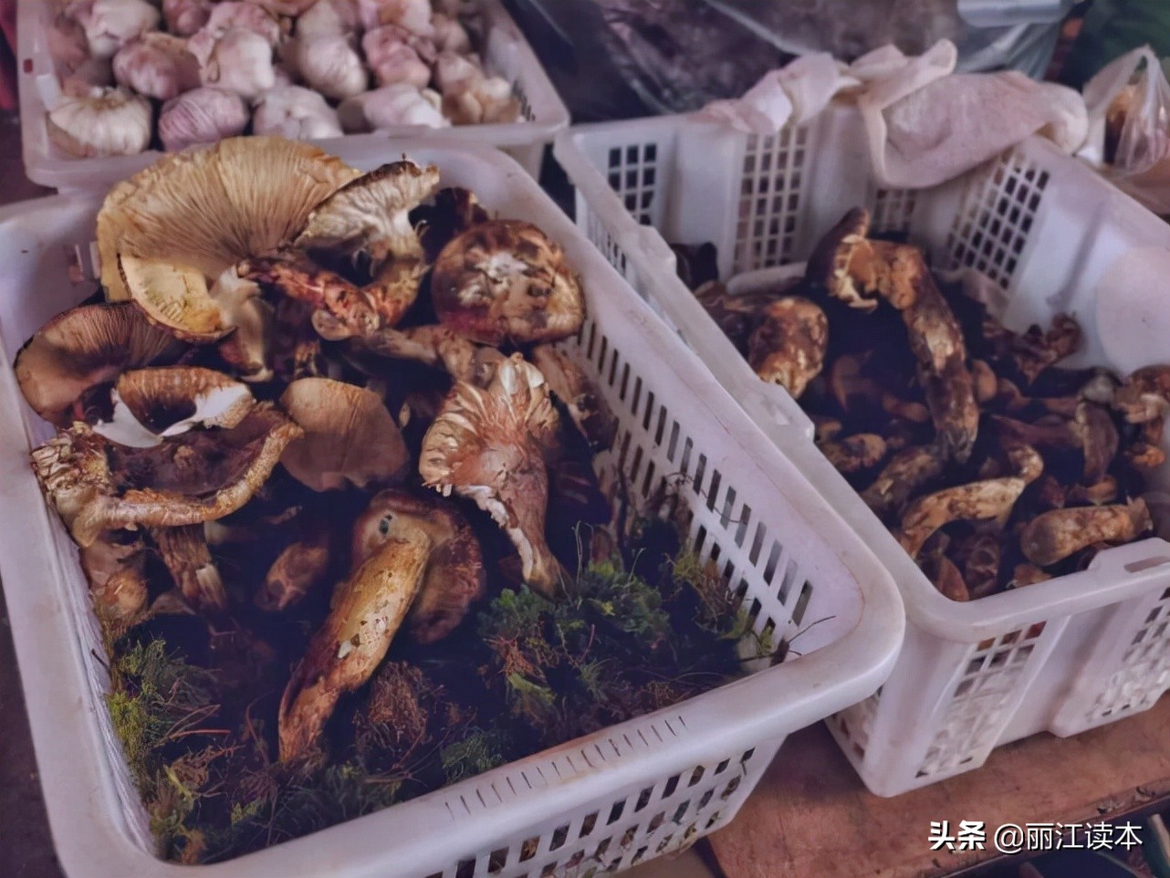 瓜瓜豆豆的视频,瓜瓜豆豆视频