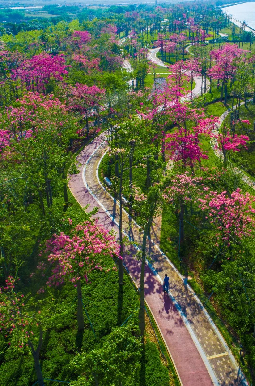 2020美到窒息！珠海的冬天，美炸了