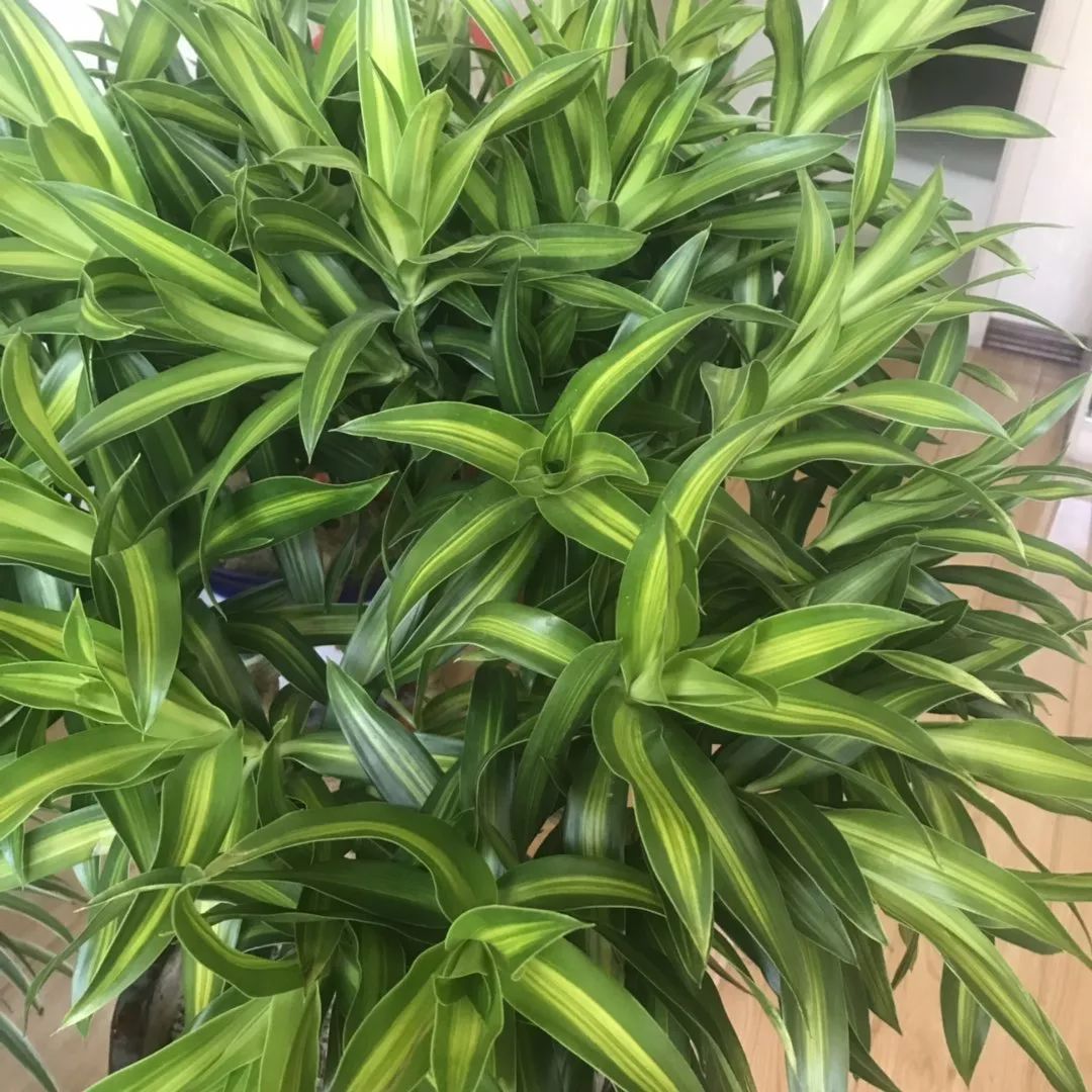 几种竹子,20种竹子种类大全及图片