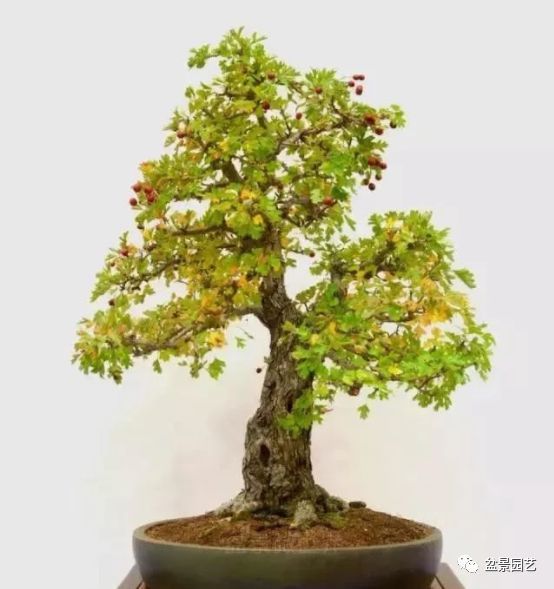 48种绝世盆景,绝世惊艳之作