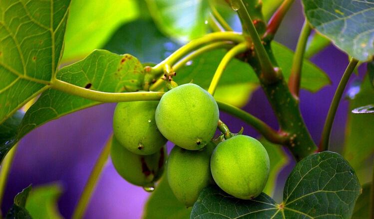 麻风树树皮功效,麻风树药材