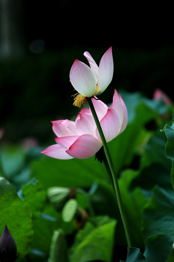 荷花朵朵；青山吹奏-《绿岛小夜曲》「F调」半音阶口琴演奏