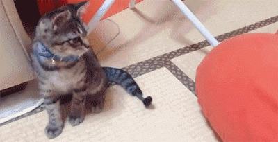 猫咪咬人怎么区分真咬假咬,猫咪如果经常咬你的手怎么办