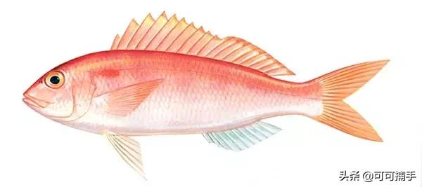 你不知道的海洋里面有什么,十种你没见过的海洋生物