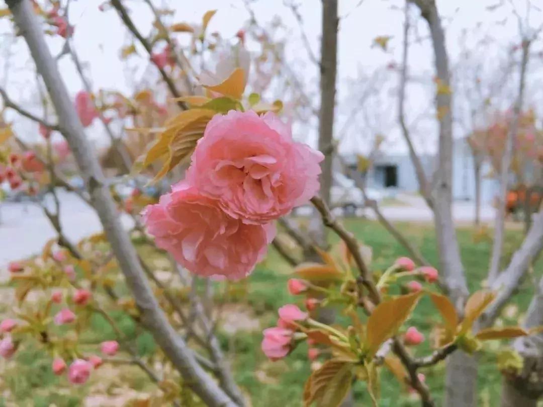 京郊最美的十大花海,京郊这些浪漫花海惊艳初秋的北京