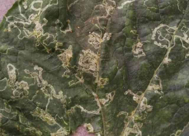 蔬菜红蜘蛛虫害的环保治疗方法,常见蔬菜病虫害识别与防治图片