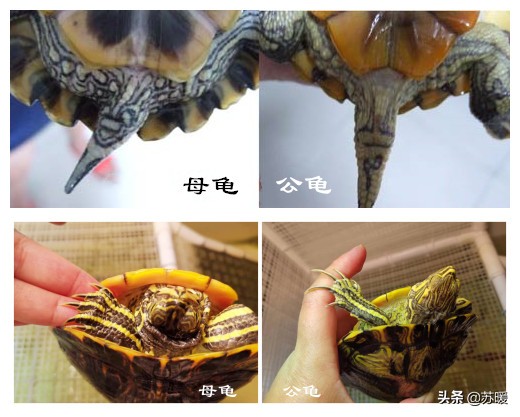 养巴西龟的十大小技巧,养乌龟新手入门巴西龟怎么选