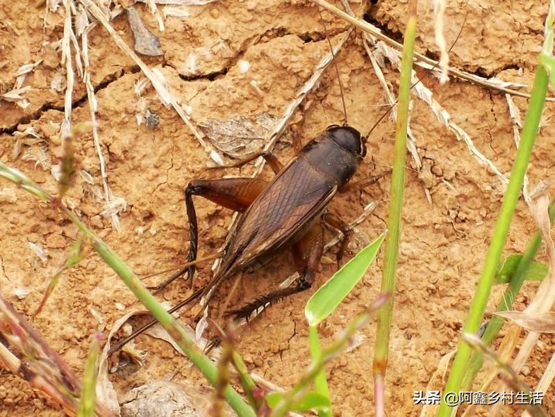 蟋蟀可以卖多少钱一只最便宜的,一个普通蟋蟀能卖多少钱