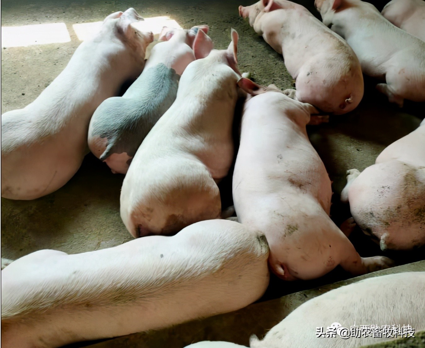 怎么净化非瘟病毒,猪场发生非瘟该如何快速积极应对