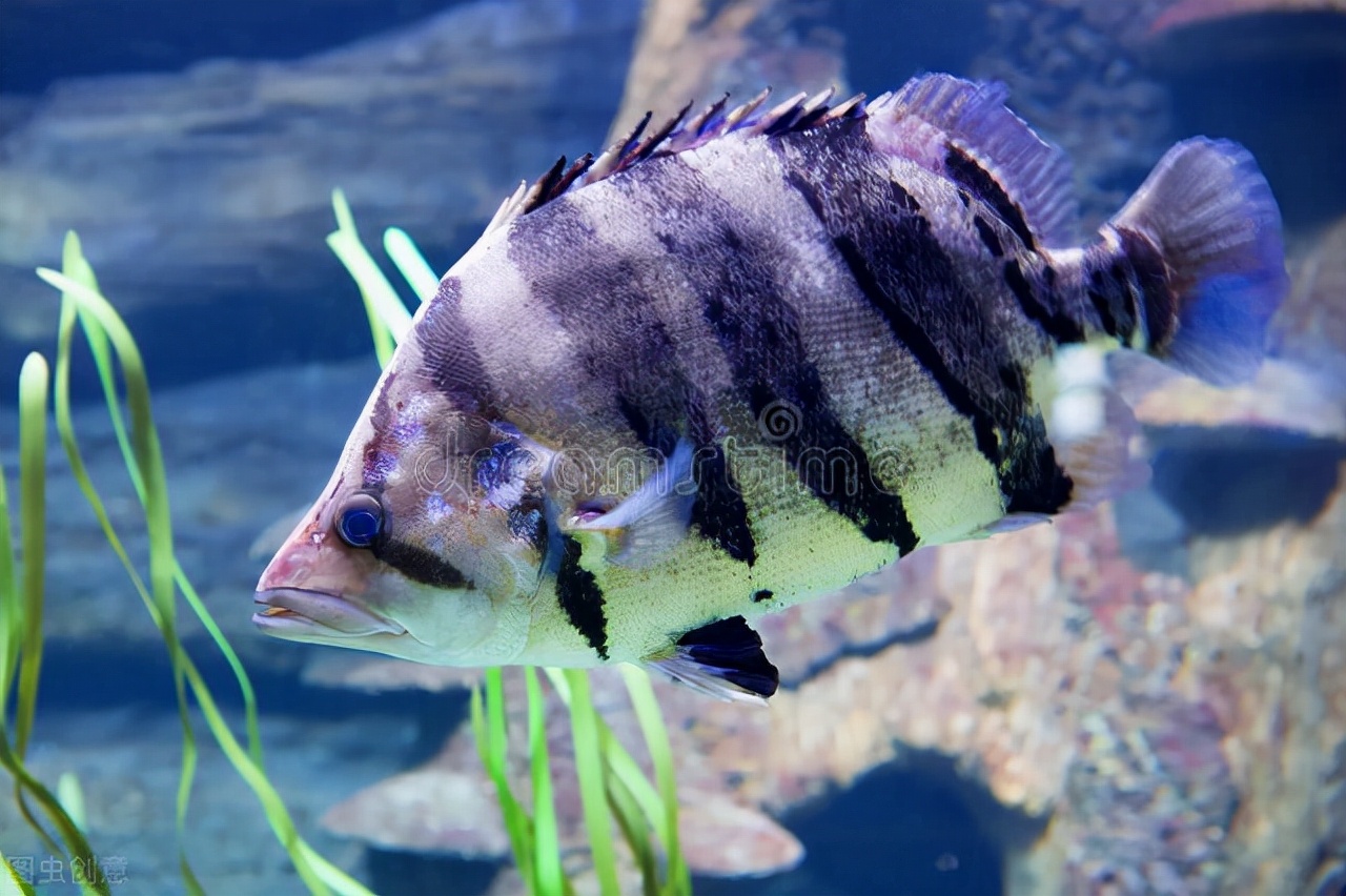 十种最旺家庭的热带鱼,十大最受欢迎的小型热带鱼