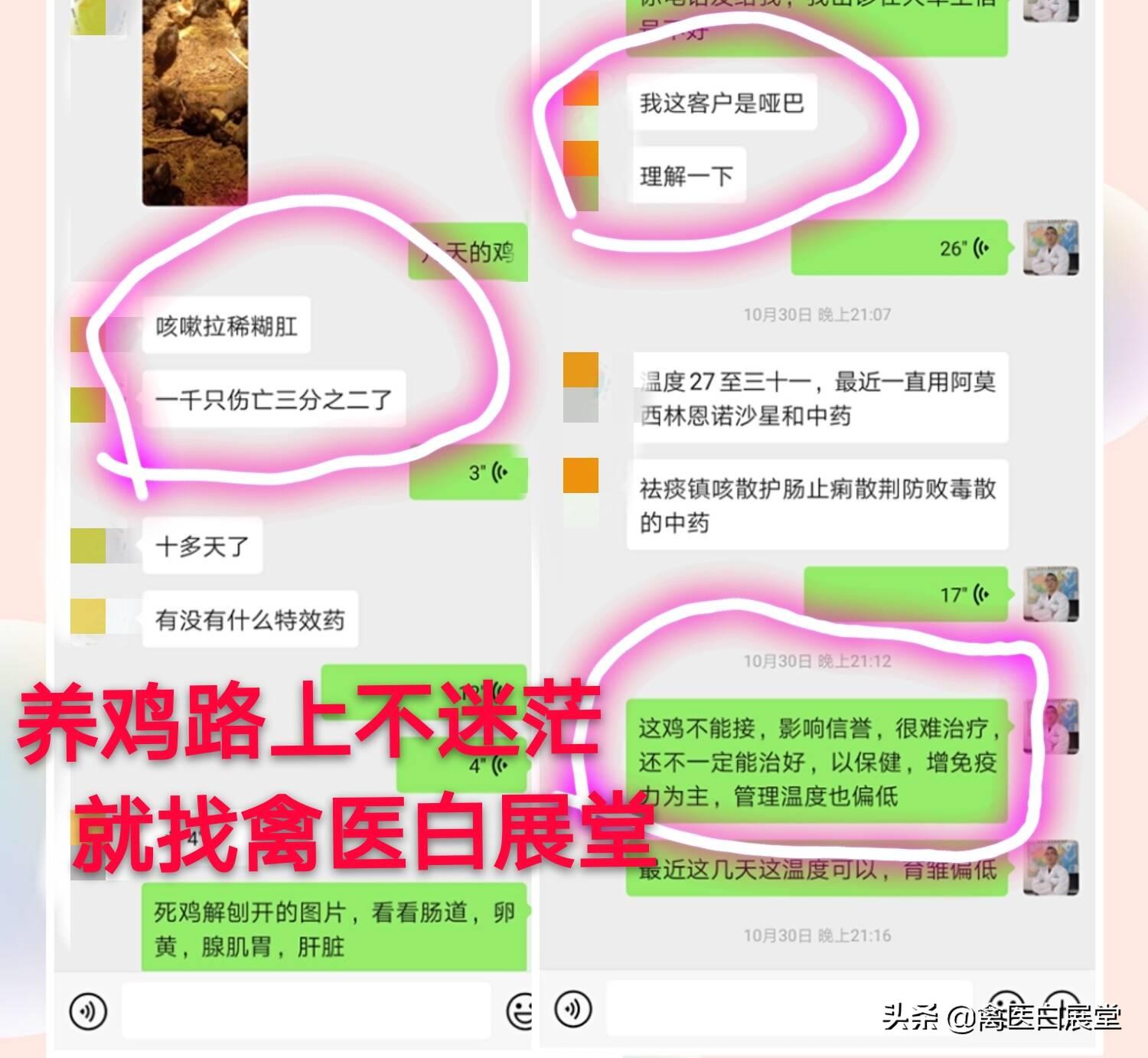 2019年4月20日毛羽鸡价格走势,关注2018黄鸡价格行情