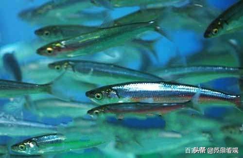 中国最大的内陆湖鱼,中国哪里湖的鱼最贵