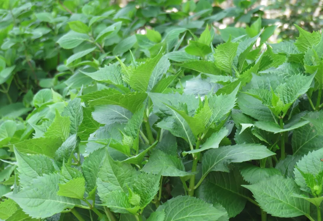 绣球4月中旬如何养护,绣球养护方法和注意事项