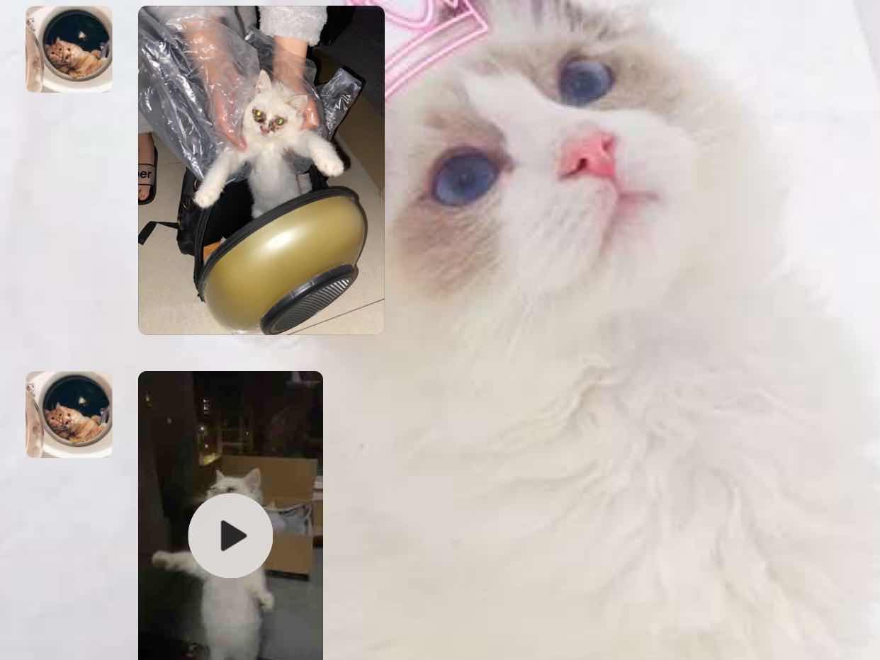 猫瘟导致眼睛变绿,谈猫色变