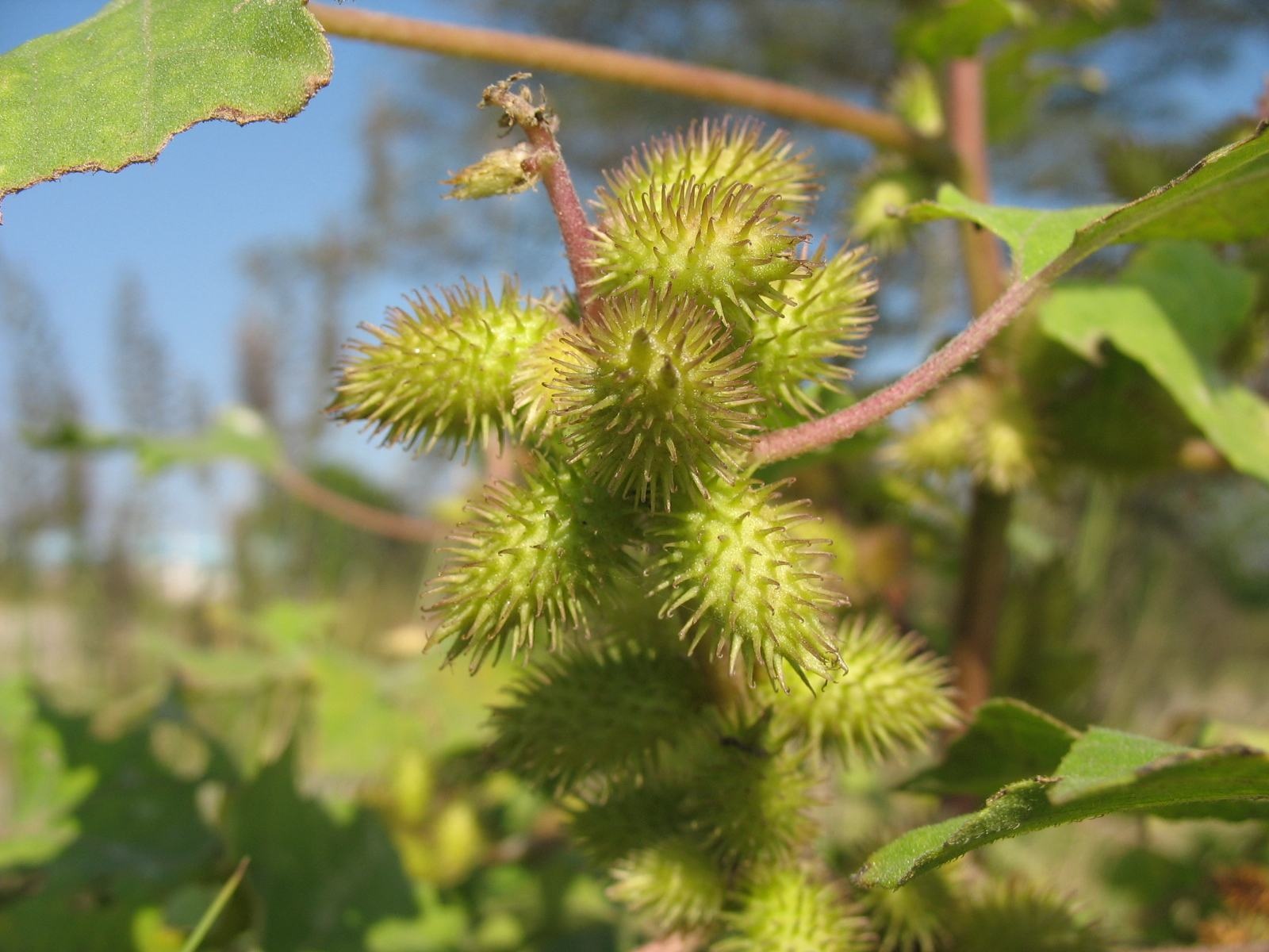 忘了传播种子的使命？捕鸟树被进化带偏，开始以“杀鸟为乐”？
