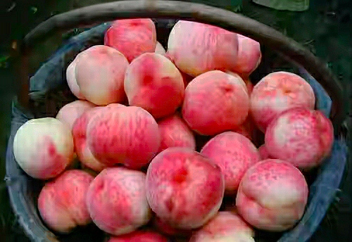 桃子放冰箱更容易坏吗,桃子放冷藏里为什么很快就坏了