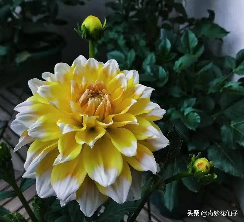 大丽花冬季养护，做到这几点，可以让它轻松安全越冬